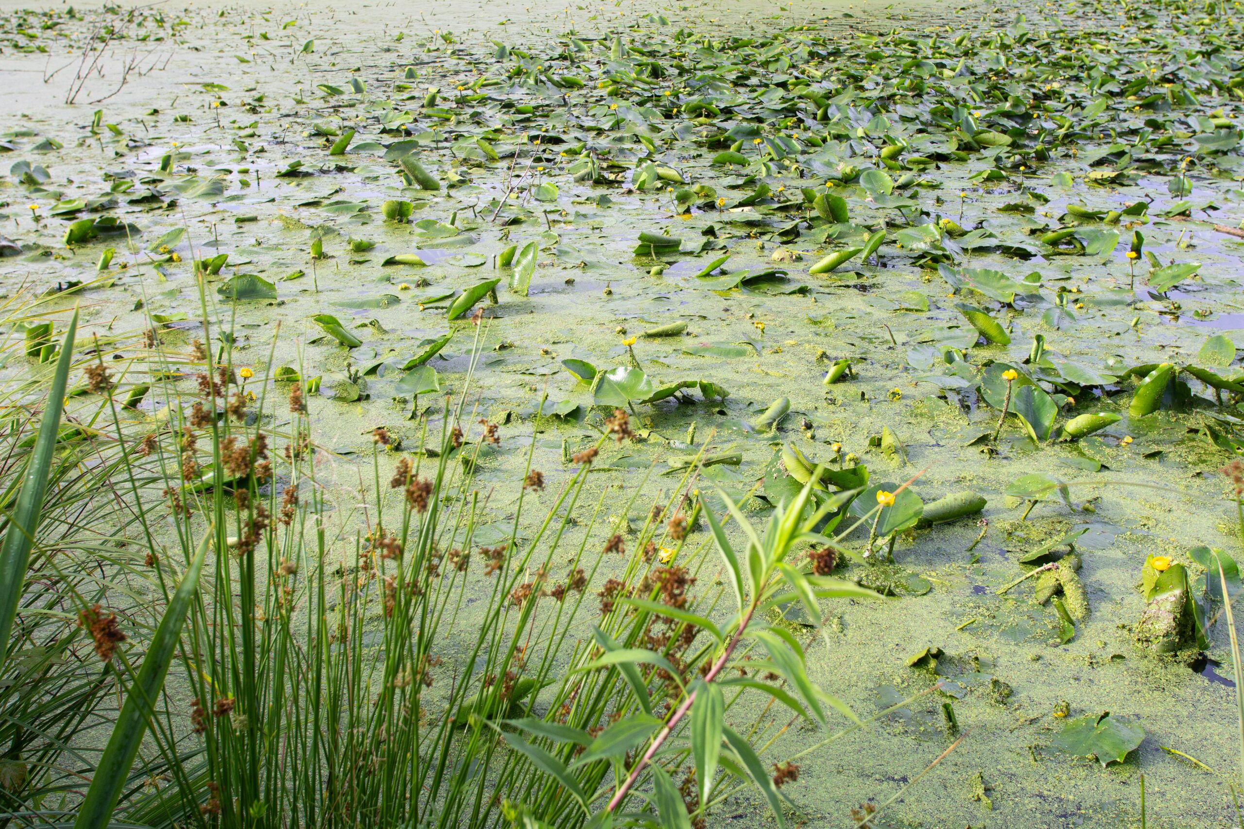 a swampy area with lots of plants and water